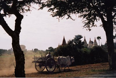 Oxcart  Myanmar Temples