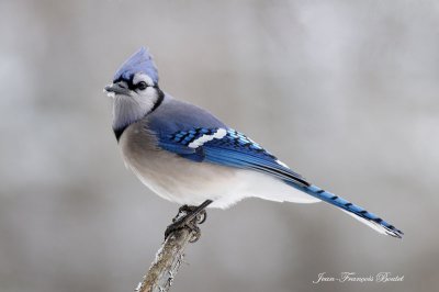 Geai bleu - Blue Jay