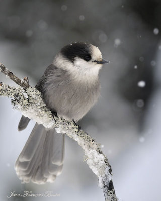 Mesangeai du Canada - Gray Jay