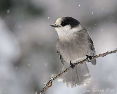 Mesangeai du Canada - Gray Jay