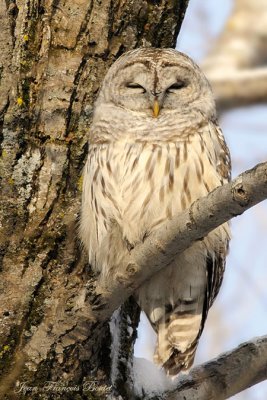 Chouette raye domaine - Barred Owl