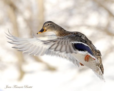 Canard colvert  - Mallard