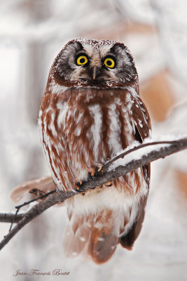 Nyctale de tengmalm - Boreal Owl