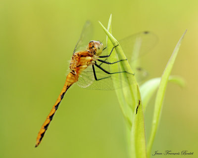 Sympetrum obtrusum juvnile