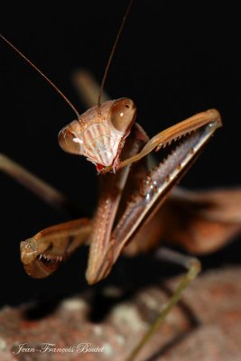 Tenodera aridifolia siniensis