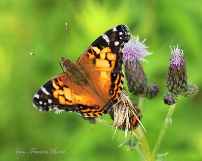 Vanessa virginiensis