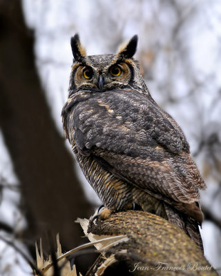Grand duc dAmrique - Great Horned Owl