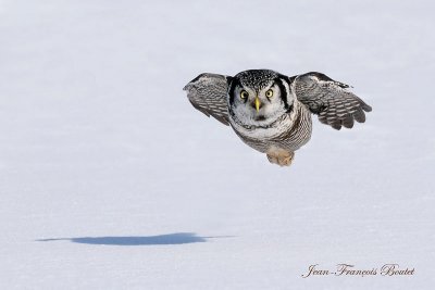Chouette pervire torpille - Hawk Owl
