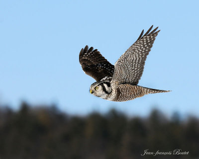 Chouette pervire - Hawk Owl