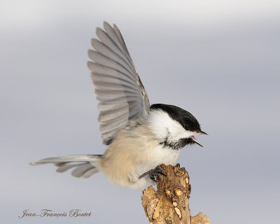 Mesange  tte noire - Black-Capped Chickadee