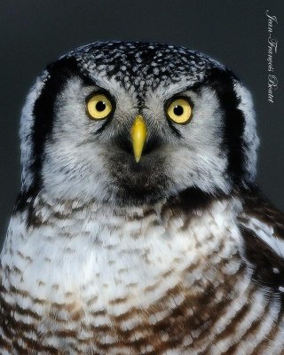 Chouette pervire portrait - Hawk Owl close-up