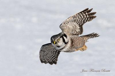 Chouette pervire - Hawk Owl