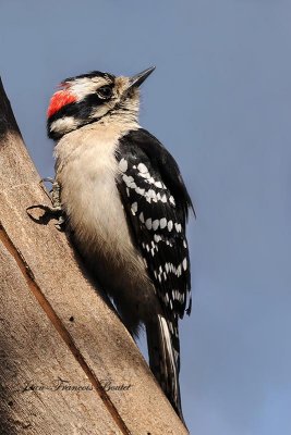 Pic mineur(mle) - Downy Woodpecker