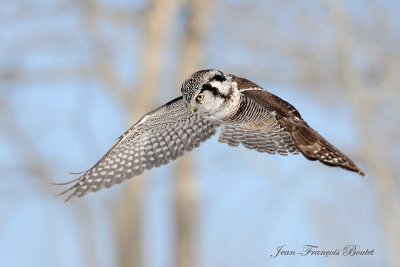 Chouette pervire - Hawk Owl