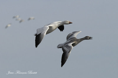 Oie des neiges - Snow Goose