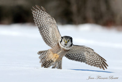 Chouette pervire - Hawk Owl