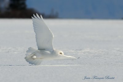 Harfang des neiges  - Snowy owl
