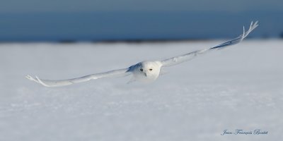 Harfang des neiges - Snowy Owl