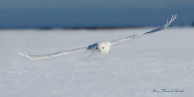 Harfang des neiges - Snowy Owl