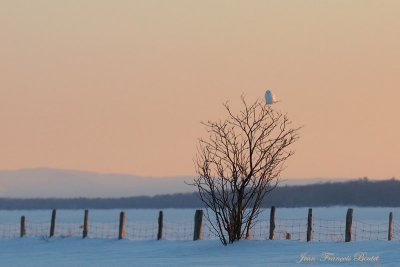 Harfang des neiges - Snowy Owl