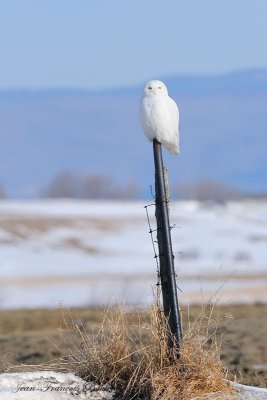 Harfang des neiges - Snowy Owl