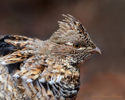 Glinotte huppe - Ruffed Grouse