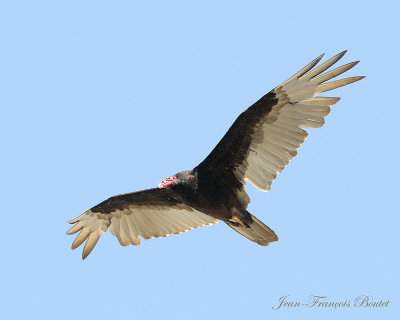 Urubu  tte rouge - Turkey Vulture