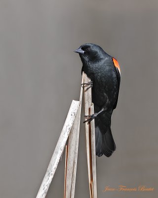 Carouge  paulettes  (mle)- Red-Winged Blackbird (male)