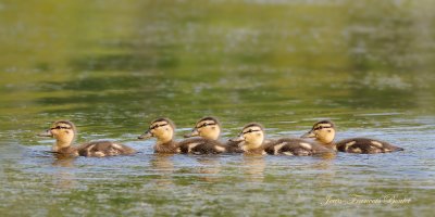 Colvert  juv. - Mallard juv.