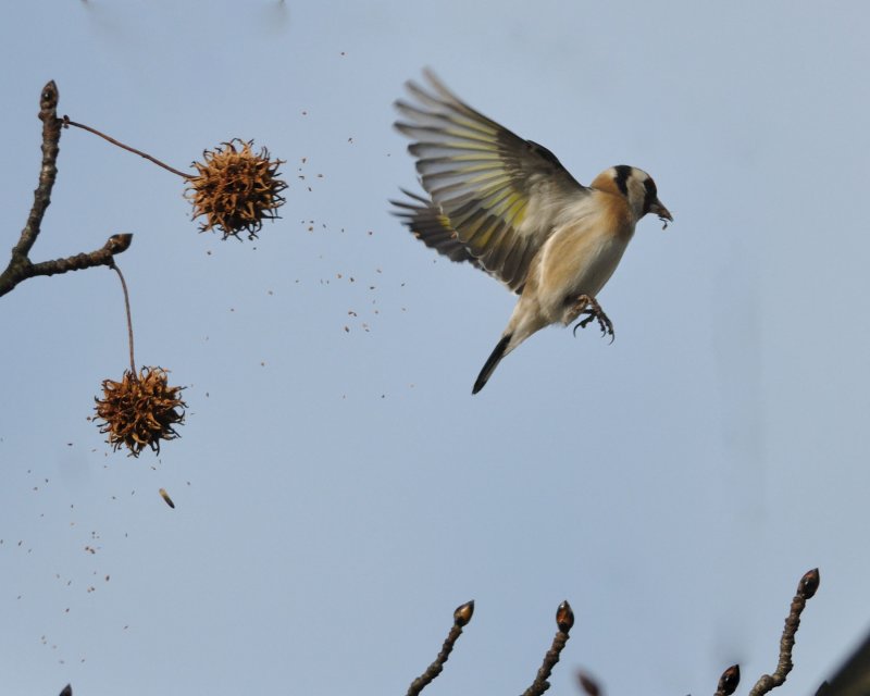 Cardellino (Carduelis carduelis)