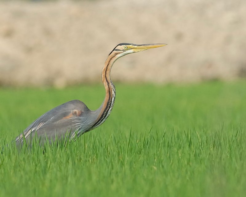 airone rosso (Ardea purpurea)