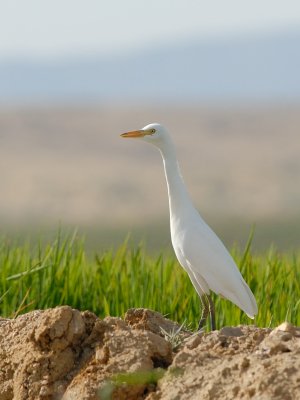 Airone guardabuoi (Bubulcus ibis)