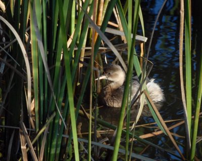 Tuffetto (Tachybaptus ruficollis)