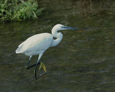 Garzetta (Egretta garzetta)