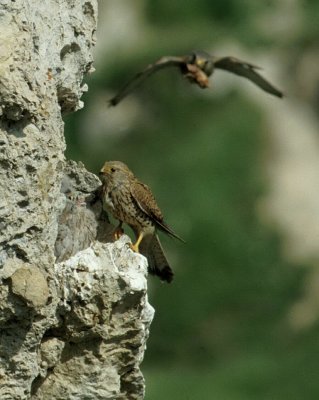 Gheppio (Falco tinnunculus)