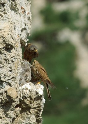 Gheppio (Falco tinnunculus)