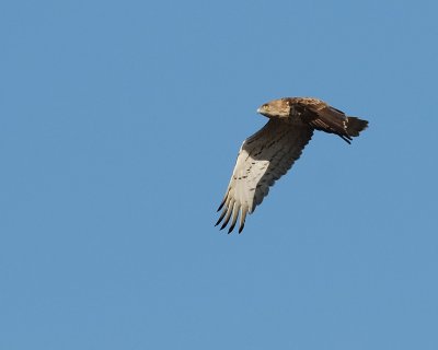 Biancone (Circaetus gallicus)