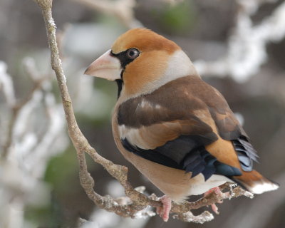 Frosone (Coccothraustes coccothrauste