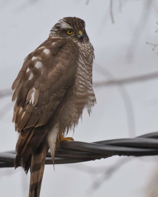 Sparviere  (Accipiter nisus)