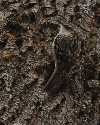 Rampichino (Certhia brachydactyla)