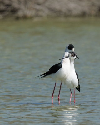 Cavaliere d'Italia (Himantopus himantopus)