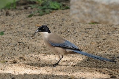 Gazza azzurra (Cyanopica cyana)