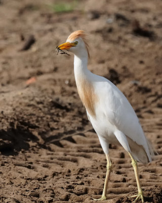 Airone guardabuoi (Bubulcus ibis)