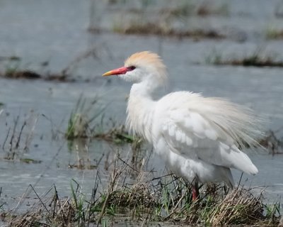 Airone guardabuoi (Bubulcus ibis)