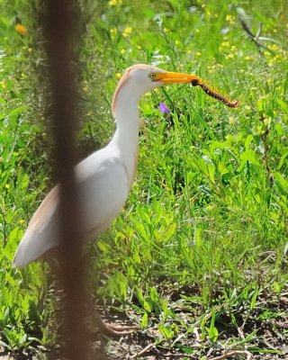 Airone guardabuoi (Bubulcus ibis)