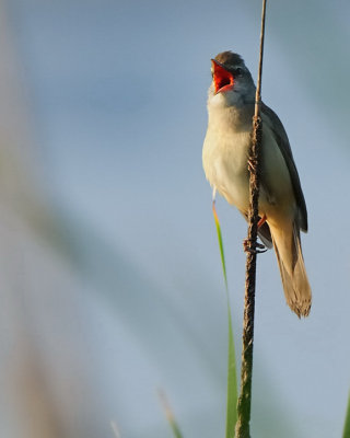 Cannareccione (Acrocephalus arundinaceus)