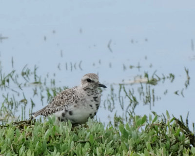 Pivieressa (Pluvialis squattarola)