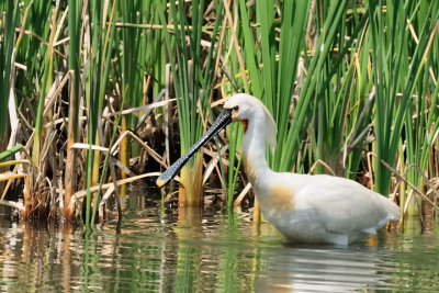 Platalea leucorodia