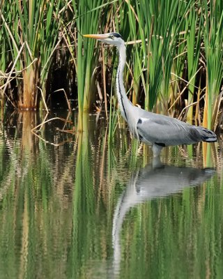 Airone cenerino (Ardea cinerea)