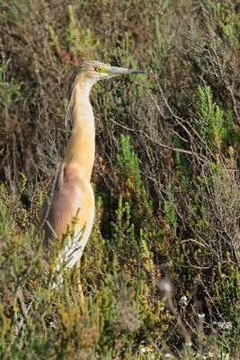 Sgarza ciuffetto (Ardeola ralloides)